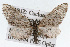  (Eupithecia scabrogata - CSU-CPG-LEP002315)  @14 [ ] CreativeCommons - Attribution (2009) Unspecified Colorado State University