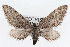  (Eupithecia hohokamae - CSU-CPG-LEP002318)  @15 [ ] CreativeCommons - Attribution (2009) Unspecified Colorado State University