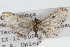  (Eupithecia pertusata - CSU-CPG-LEP002323)  @13 [ ] CreativeCommons - Attribution (2009) Unspecified Colorado State University