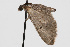  (Eupithecia persimulata - CSU-CPG-LEP002326)  @13 [ ] CreativeCommons - Attribution (2009) Unspecified Colorado State University