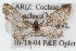  (Eupithecia sabulosata - CSU-CPG-LEP002341)  @13 [ ] CreativeCommons - Attribution (2009) Unspecified Colorado State University