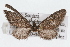  (Eupithecia cf. biedermanata - CSU-CPG-LEP002388)  @11 [ ] CreativeCommons - Attribution (2009) Unspecified Colorado State University