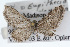 (Eupithecia zygadeniata - CSU-CPG-LEP002400)  @13 [ ] CreativeCommons - Attribution (2009) Unspecified Colorado State University