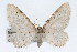  (Eupithecia cretaceata - CSU-CPG-LEP002407)  @15 [ ] CreativeCommons - Attribution (2009) Unspecified Colorado State University