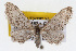  (Eupithecia alpinata - CSU-CPG-LEP002431)  @14 [ ] CreativeCommons - Attribution (2009) Unspecified Colorado State University
