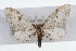  (Eupithecia implorata - CSU-CPG-LEP002598)  @13 [ ] CreativeCommons - Attribution (2009) Unspecified Colorado State University