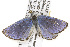 ( - CSUPOBK-0343)  @13 [ ] CreativeCommons - Attribution (2010) CBG Photography Group Centre for Biodiversity Genomics