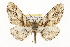  (Stenoporpia mcdunnoughi - CSUPOBK-1351)  @15 [ ] CreativeCommons - Attribution (2010) CBG Photography Group Centre for Biodiversity Genomics