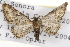  (Eupithecia sonora - CSUPOBK-1369)  @14 [ ] CreativeCommons - Attribution (2010) CBG Photography Group Centre for Biodiversity Genomics