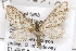  (Eupithecia alpinata - CSUPOBK-1462)  @14 [ ] CreativeCommons - Attribution (2010) CBG Photography Group Centre for Biodiversity Genomics
