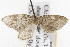  (Eupithecia sabulosata - CSUPOBK-1487)  @13 [ ] CreativeCommons - Attribution (2010) CBG Photography Group Centre for Biodiversity Genomics