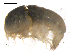  (Tmetonyx cicada - 10BPBS-0099)  @12 [ ] CreativeCommons - Attribution  CBG Photography Group Centre for Biodiversity Genomics