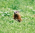  (Marmota monax - HBL008305)  @14 [ ] CreativeCommons - Attribution (2006) Unspecified Centre for Biodiversity Genomics