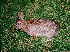  (Leporidae - HBL008454)  @16 [ ] CreativeCommons - Attribution (2010) Unspecified Centre for Biodiversity Genomics