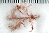  ( - 2016_BIO309A_82)  @11 [ ] CreativeCommons - Attribution Non-Commercial Share-Alike (2016) University of Bergen University of Bergen, Natural History Collections