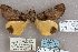  (Ulotrichopus ochreipennis - 24152-120167-MA)  @11 [ ] Copyright (2019) Robert Borth LepBio, LLC