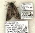  (Acronicta sinescripta - 1461-CO1-06)  @12 [ ] Copyright (2008) Unspecified Research Collection of Robert J. Borth