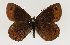  (Erebia stirius - TLMF Lep 21481)  @11 [ ] CreativeCommons - Attribution Non-Commercial Share-Alike (2016) Peter Huemer Tiroler Landesmuseum