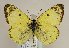  (Colias alfacariensis - TLMF Lep 21557)  @14 [ ] CreativeCommons - Attribution Non-Commercial Share-Alike (2016) Peter Huemer Tiroler Landesmuseum