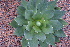  (Agave chiapensis - GE02158)  @11 [ ] CreativeCommons - Attribution Non-Commercial Share-Alike (2011) Abisai J. Garcia Mendoza Universidad Nacional Autonoma de Mexico, Instituto de Biologia