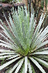  (Agave dasylirioides - GE02160)  @11 [ ] CreativeCommons - Attribution Non-Commercial Share-Alike (2011) Abisai J. Garcia Mendoza Universidad Nacional Autonoma de Mexico, Instituto de Biologia