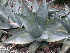  (Agave guiengola - GE02162)  @11 [ ] CreativeCommons - Attribution Non-Commercial Share-Alike (2011) Abisai J. Garcia Mendoza Universidad Nacional Autonoma de Mexico, Instituto de Biologia