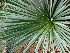  (Agave petrophila - GE02167)  @11 [ ] CreativeCommons - Attribution Non-Commercial Share-Alike (2011) Abisai J. Garcia Mendoza Universidad Nacional Autonoma de Mexico, Instituto de Biologia