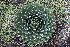  (Agave victoriae-reginae - GE02172)  @11 [ ] CreativeCommons - Attribution Non-Commercial Share-Alike (2011) Abisai J. Garcia Mendoza Universidad Nacional Autonoma de Mexico, Instituto de Biologia