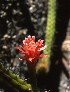  (Echinocereus pensilis - GE02445)  @11 [ ] Copyright  Salvador Arias Unspecified