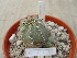  (Echinocereus subinermis - GE02456)  @11 [ ] Copyright  Salvador Arias Unspecified