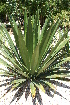  (Furcraea pubescens - GE02183)  @11 [ ] CreativeCommons - Attribution Non-Commercial Share-Alike (2011) Abisai J. Garcia Mendoza Universidad Nacional Autonoma de Mexico, Instituto de Biologia