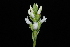  (Galeoglossum cactorum - GE02128)  @11 [ ] Copyright  Gerardo Salazar, 2010 Unspecified