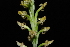  (Galeoglossum tubulosum - GE02143)  @11 [ ] Copyright  Gerardo Salazar, 2010 Unspecified