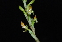  (Galeoglossum - GE02300.6)  @11 [ ] Copyright  Gerardo Salazar, 2010 Unspecified