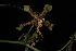  (Rossioglossum splendens - GE02309.6)  @11 [ ] Copyright  Gerardo Salazar, 2010 Unspecified