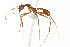  (Aphaenogaster - 08COSTA-0836)  @16 [ ] Unspecified (default): All Rights Reserved  Unspecified Unspecified