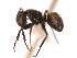  (Camponotus senex - 08COSTA-1213)  @14 [ ] Unspecified (default): All Rights Reserved  Unspecified Unspecified