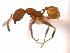  (Pheidole pugnax - 08COSTA-1377)  @15 [ ] Unspecified (default): All Rights Reserved  Unspecified Unspecified