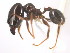  (Pheidole MAS052 - 08COSTA-1938)  @14 [ ] Unspecified (default): All Rights Reserved  Unspecified Unspecified