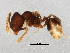  (Pheidole MAS061 - 10COSTA-0157)  @14 [ ] CreativeCommons - Attribution (2012) CBG Photography Group Centre for Biodiversity Genomics