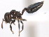  (Crematogaster rochai - 10COSTA-1091)  @14 [ ] Unspecified (default): All Rights Reserved  Unspecified Unspecified