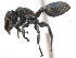  (Cephalotes multispinosus - 10COSTA-1210)  @14 [ ] Unspecified (default): All Rights Reserved  Unspecified Unspecified