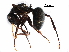  (Camponotus MAS032 - BIOUG01324-F07)  @13 [ ] CreativeCommons - Attribution (2017) CBG Photography Group Centre for Biodiversity Genomics