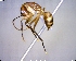  (Camponotus MAS030 - BIOUG01325-B02)  @15 [ ] CreativeCommons - Attribution (2011) M. Alex Smith Centre for Biodiversity Genomics