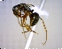  (Camponotus MAS033 - BIOUG01325-B03)  @11 [ ] CreativeCommons - Attribution (2011) M. Alex Smith Centre for Biodiversity Genomics