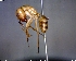  (Camponotus conspicuus zonatus - BIOUG01325-F02)  @15 [ ] CreativeCommons - Attribution (2011) M. Alex Smith Centre for Biodiversity Genomics
