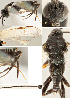  ( - DHJPAR0045190)  @12 [ ] CreativeCommons  Attribution Non-Commercial Share-Alike (2018) Jose Fernandez-Triana Canadian National Collection of Insects, Arachnids and Nematodes