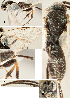  ( - DHJPAR0045253)  @11 [ ] CreativeCommons  Attribution Non-Commercial Share-Alike (2018) Jose Fernandez-Triana Canadian National Collection of Insects, Arachnids and Nematodes
