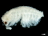  (Artemiopsis - CHARS00027-G07)  @11 [ ] CreativeCommons - Attribution (2019) CBG Photography Group Centre for Biodiversity Genomics