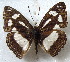  (Pseudathyma jacksoni - MLIB-1639)  @15 [ ] CreativeCommons - Attribution (2015) Michel Libert Centre for Biodiversity Genomics